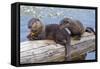 Wyoming, Yellowstone National Park, Northern River Otter Pups Eating Trout-Elizabeth Boehm-Framed Stretched Canvas