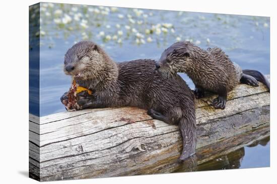 Wyoming, Yellowstone National Park, Northern River Otter Pups Eating Trout-Elizabeth Boehm-Stretched Canvas