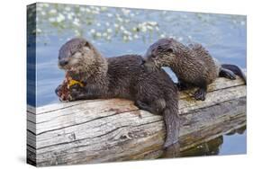 Wyoming, Yellowstone National Park, Northern River Otter Pups Eating Trout-Elizabeth Boehm-Stretched Canvas