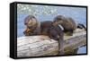 Wyoming, Yellowstone National Park, Northern River Otter Pups Eating Trout-Elizabeth Boehm-Framed Stretched Canvas