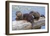 Wyoming, Yellowstone National Park, Northern River Otter Pups Eating Trout-Elizabeth Boehm-Framed Photographic Print