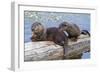 Wyoming, Yellowstone National Park, Northern River Otter Pups Eating Trout-Elizabeth Boehm-Framed Photographic Print