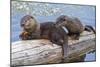 Wyoming, Yellowstone National Park, Northern River Otter Pups Eating Trout-Elizabeth Boehm-Mounted Photographic Print