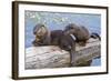 Wyoming, Yellowstone National Park, Northern River Otter Pups Eating Trout-Elizabeth Boehm-Framed Photographic Print