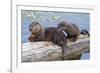 Wyoming, Yellowstone National Park, Northern River Otter Pups Eating Trout-Elizabeth Boehm-Framed Photographic Print