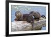 Wyoming, Yellowstone National Park, Northern River Otter Pups Eating Trout-Elizabeth Boehm-Framed Photographic Print