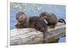 Wyoming, Yellowstone National Park, Northern River Otter Pups Eating Trout-Elizabeth Boehm-Framed Photographic Print