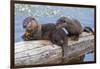 Wyoming, Yellowstone National Park, Northern River Otter Pups Eating Trout-Elizabeth Boehm-Framed Photographic Print