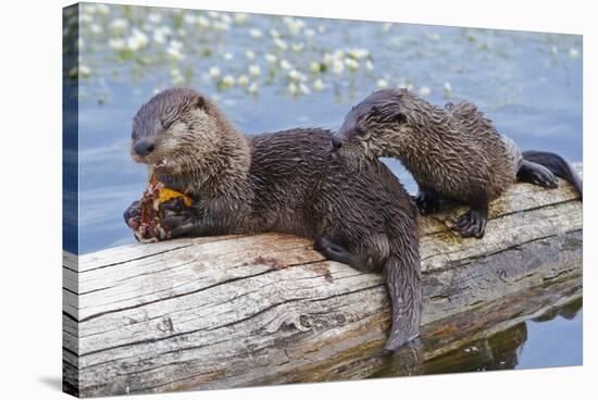 Wyoming, Yellowstone National Park, Northern River Otter Pups Eating Trout-Elizabeth Boehm-Stretched Canvas