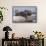 Wyoming, Yellowstone National Park, Northern River Otter Pups Eating Trout-Elizabeth Boehm-Framed Stretched Canvas displayed on a wall