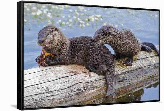 Wyoming, Yellowstone National Park, Northern River Otter Pups Eating Trout-Elizabeth Boehm-Framed Stretched Canvas