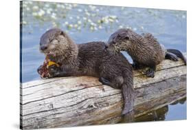 Wyoming, Yellowstone National Park, Northern River Otter Pups Eating Trout-Elizabeth Boehm-Stretched Canvas