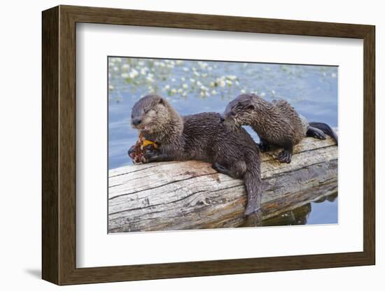 Wyoming, Yellowstone National Park, Northern River Otter Pups Eating Trout-Elizabeth Boehm-Framed Photographic Print