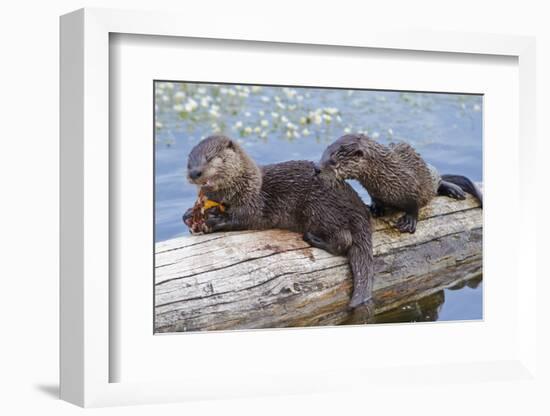 Wyoming, Yellowstone National Park, Northern River Otter Pups Eating Trout-Elizabeth Boehm-Framed Photographic Print