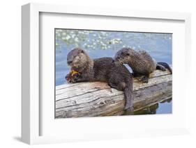 Wyoming, Yellowstone National Park, Northern River Otter Pups Eating Trout-Elizabeth Boehm-Framed Photographic Print