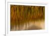 Wyoming, Yellowstone National Park. Reflections of Reed in a Pool in Autumn-Judith Zimmerman-Framed Photographic Print