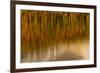 Wyoming, Yellowstone National Park. Reflections of Reed in a Pool in Autumn-Judith Zimmerman-Framed Photographic Print