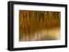 Wyoming, Yellowstone National Park. Reflections of Reed in a Pool in Autumn-Judith Zimmerman-Framed Photographic Print