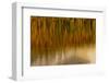 Wyoming, Yellowstone National Park. Reflections of Reed in a Pool in Autumn-Judith Zimmerman-Framed Photographic Print