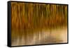 Wyoming, Yellowstone National Park. Reflections of Reed in a Pool in Autumn-Judith Zimmerman-Framed Stretched Canvas