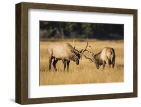 Wyoming, Yellowstone National Park, two young bull elk spar in the autumn grasses for dominance.-Elizabeth Boehm-Framed Photographic Print