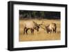 Wyoming, Yellowstone National Park, two young bull elk spar in the autumn grasses for dominance.-Elizabeth Boehm-Framed Photographic Print