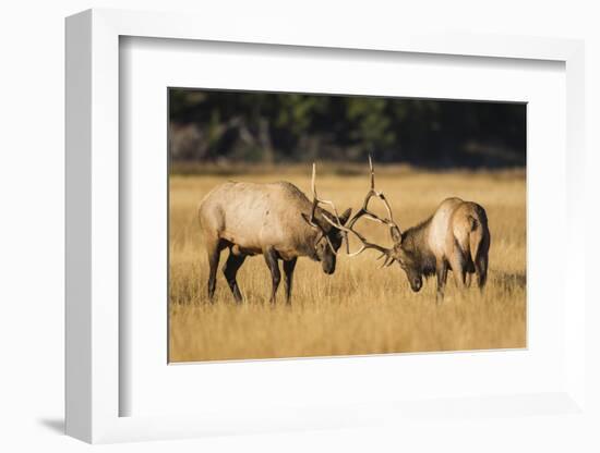Wyoming, Yellowstone National Park, two young bull elk spar in the autumn grasses for dominance.-Elizabeth Boehm-Framed Photographic Print