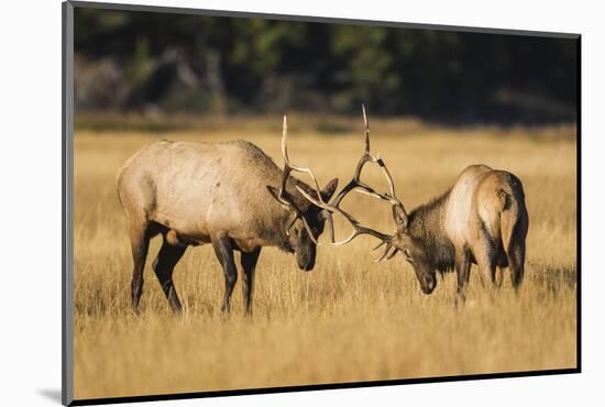 Wyoming, Yellowstone National Park, two young bull elk spar in the autumn grasses for dominance.-Elizabeth Boehm-Mounted Photographic Print