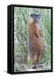 Wyoming, Yellowstone National Park, Yellow Bellied Marmot Standing on Hind Legs-Elizabeth Boehm-Framed Stretched Canvas