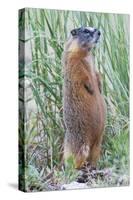 Wyoming, Yellowstone National Park, Yellow Bellied Marmot Standing on Hind Legs-Elizabeth Boehm-Stretched Canvas