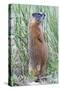 Wyoming, Yellowstone National Park, Yellow Bellied Marmot Standing on Hind Legs-Elizabeth Boehm-Stretched Canvas