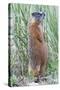 Wyoming, Yellowstone National Park, Yellow Bellied Marmot Standing on Hind Legs-Elizabeth Boehm-Stretched Canvas