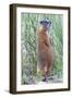 Wyoming, Yellowstone National Park, Yellow Bellied Marmot Standing on Hind Legs-Elizabeth Boehm-Framed Photographic Print