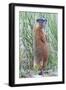 Wyoming, Yellowstone National Park, Yellow Bellied Marmot Standing on Hind Legs-Elizabeth Boehm-Framed Photographic Print