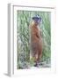 Wyoming, Yellowstone National Park, Yellow Bellied Marmot Standing on Hind Legs-Elizabeth Boehm-Framed Photographic Print