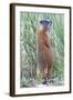 Wyoming, Yellowstone National Park, Yellow Bellied Marmot Standing on Hind Legs-Elizabeth Boehm-Framed Photographic Print