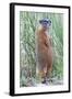 Wyoming, Yellowstone National Park, Yellow Bellied Marmot Standing on Hind Legs-Elizabeth Boehm-Framed Photographic Print