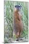 Wyoming, Yellowstone National Park, Yellow Bellied Marmot Standing on Hind Legs-Elizabeth Boehm-Mounted Photographic Print