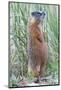 Wyoming, Yellowstone National Park, Yellow Bellied Marmot Standing on Hind Legs-Elizabeth Boehm-Mounted Photographic Print