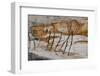 Wyoming, Yellowstone National Park-Judith Zimmerman-Framed Photographic Print