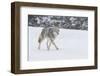 Wyoming, Yellowstone NP. A coyote (Canis latrans) trots along the plowed road in a snowstorm.-Ellen Goff-Framed Photographic Print