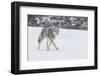 Wyoming, Yellowstone NP. A coyote (Canis latrans) trots along the plowed road in a snowstorm.-Ellen Goff-Framed Photographic Print