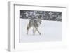 Wyoming, Yellowstone NP. A coyote (Canis latrans) trots along the plowed road in a snowstorm.-Ellen Goff-Framed Photographic Print