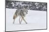 Wyoming, Yellowstone NP. A coyote (Canis latrans) trots along the plowed road in a snowstorm.-Ellen Goff-Mounted Photographic Print