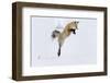 Wyoming, Yellowstone NP. A red fox leaping to break through the snow to get a rodent.-Ellen Goff-Framed Photographic Print