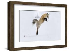 Wyoming, Yellowstone NP. A red fox leaping to break through the snow to get a rodent.-Ellen Goff-Framed Photographic Print