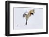 Wyoming, Yellowstone NP. A red fox leaping to break through the snow to get a rodent.-Ellen Goff-Framed Photographic Print