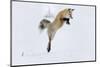 Wyoming, Yellowstone NP. A red fox leaping to break through the snow to get a rodent.-Ellen Goff-Mounted Photographic Print