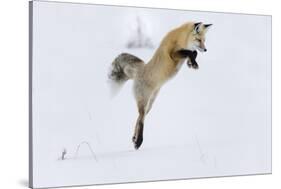 Wyoming, Yellowstone NP. A red fox leaping to break through the snow to get a rodent.-Ellen Goff-Stretched Canvas