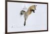 Wyoming, Yellowstone NP. A red fox leaping to break through the snow to get a rodent.-Ellen Goff-Framed Photographic Print